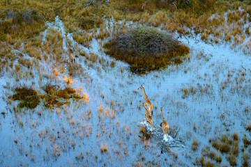 Aerial view of South African giraffe or Cape giraffe (Giraffa camelopardalis giraffa) wading through flood plains in the Okavango Delta. Botswana.