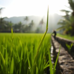 Obraz premium Single rice stalk with dew droplets in foreground, blurred worker’s hat on irrigation canal edge, sun rays piercing through palm leaves, Balinese jungle mountains in soft-focus background