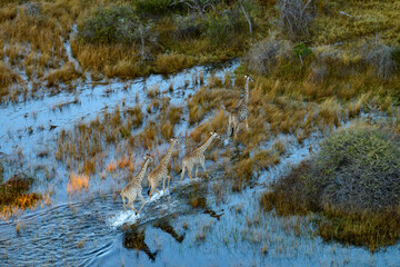 Aerial view of South African giraffe or Cape giraffe (Giraffa camelopardalis giraffa) wading through flood plains in the Okavango Delta. Botswana.