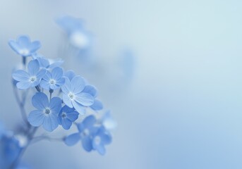 A delicate cluster of light blue flowers with five petals is presented on a soft background