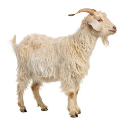 Obraz premium A standing goat with a long white coat and curved horns isolated on white background