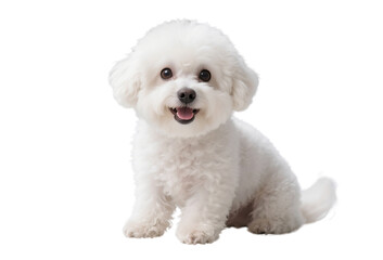 Obraz premium white pomeranian dog isolated on transparent or white background png