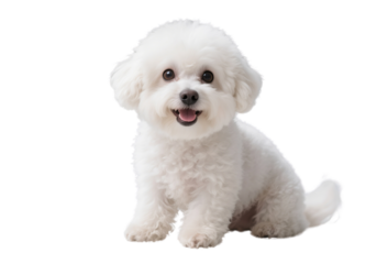white pomeranian dog isolated on transparent or white background png