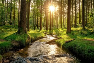 Obraz premium Stream flowing through a serene forest with sunlight filtering through the trees, Beautiful forest is a stream running through it with bright sun shining through the trees