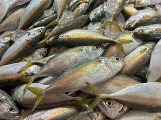 Close-up of several mackerels. Close-up of several mackerels in the sea of ​​Thailand. Fresh...
