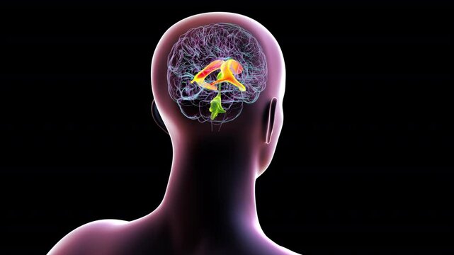 Animation showing the lateral brain ventricles (orange), responsible for producing and circulating cerebrospinal fluid.