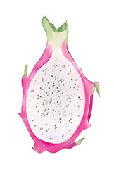 Watercolor dragon fruit half. Hand drawn illustration of pink pitaya fruit on white background. 
