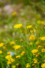 Close-up of a yellow wildflower blooming in a spring meadow
