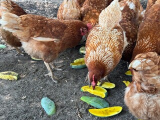 chicken in the coop, hen at farm