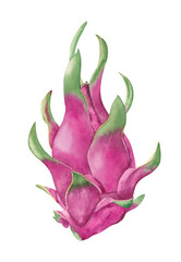 Watercolor dragon fruit isolated on a white background. Hand drawn illustration of pink pitaya fruit.