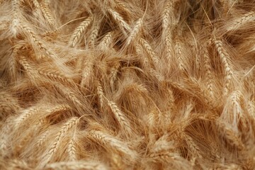 Obraz premium Golden wheat stalks fill a textured field.