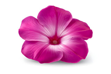 Naklejka premium Pink hibiscus flower macro shot