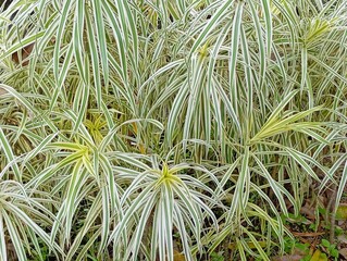 Close-up of a Striped Spider Plant. Variegated Green and White Leaves. Fresh Green and White...