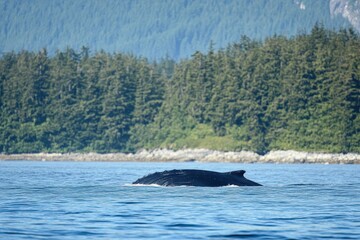 Fototapeta premium Humpback whale gracefully swimming near the coast during a whale watching tour in scenic waters, Humpback whale spotted during whale watching tour Scenic marine wildlife