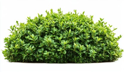 Fototapeta premium Lush Green Shrub with Dense Foliage Isolated on White