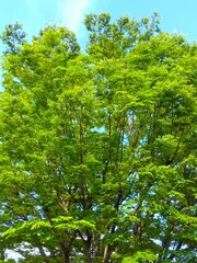 初夏の新緑の欅の大木