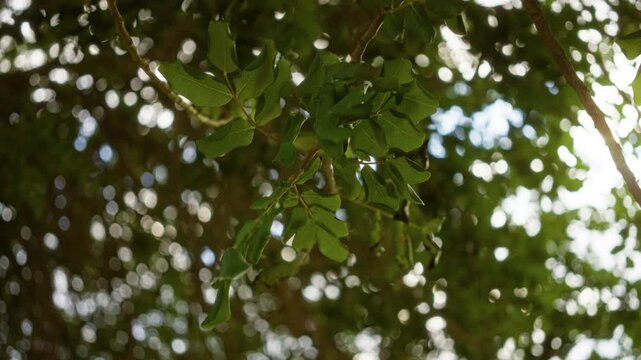 Green leaves of the ceratonia siliqua tree in an outdoor setting with sunlight filtering through, creating a natural and serene atmosphere in mallorca, spain
