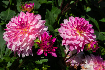 Vivid Pink Dahlias Blooming in a Green Garden Setting