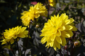 Bright Yellow Dahlia Flowers Blooming in a Lush Garden Setting