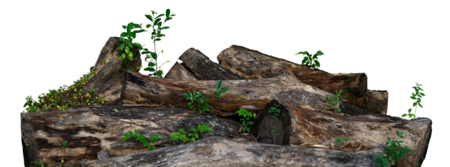 stack of old tree trunk isolated