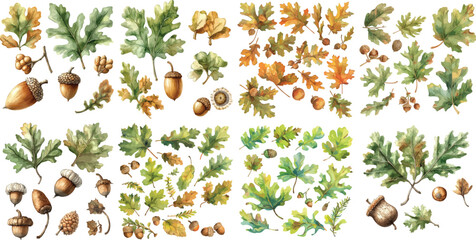 oak and acorn watercolor clipart