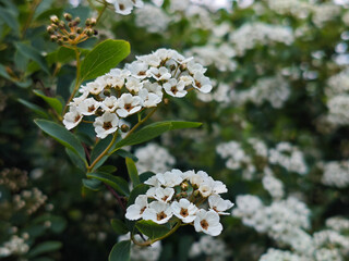 Clusters of Pure White Blooms