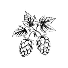 Illustration of beer hop in engraving style. Design element for poster, card, banner, sign, logo.