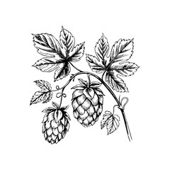 Illustration of beer hop in engraving style. Design element for poster, card, banner, sign, logo.