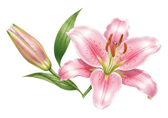 Fototapeta premium Pink lily flower isolated on transparent background