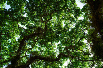 Low angle shot under a tree. Low angle shot of a tree blocking the sky.