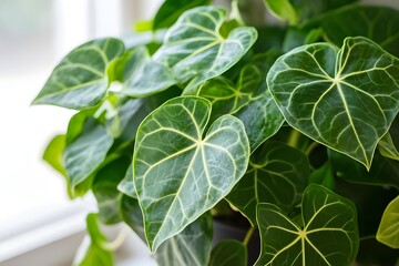 Obraz premium Fresh leafy indoor plant in a modern pot with a natural touch that enhances the charm of your living room