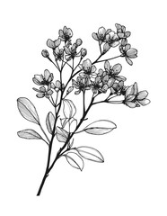 Elegant black and white vector illustration of a blooming floral branch. Perfect for botanical designs, vintage projects, and nature-inspired graphics. Ideal for art prints and decor.