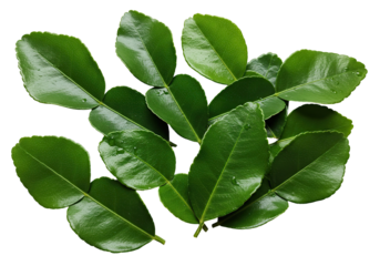 Fragrant Kaffir Lime Foliage Displaying Unique Bipinnate Leaf Structure