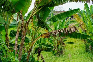 Lady finger bananas, a GI agricultural product of Chumphon Province. Musa (AA group) “Kluai Leb Mu Nang”. Banana plantation in Thailand.