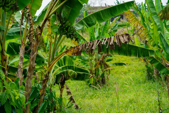 Lady finger bananas, a GI agricultural product of Chumphon Province. Musa (AA group) &ldquo;Kluai Leb Mu Nang&rdquo;. Banana plantation in Thailand.