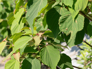 河川敷に生えるアカメガシワ