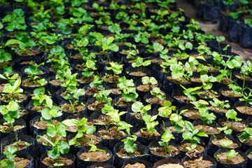 A large number of Robusta coffee seedlings in Thailand