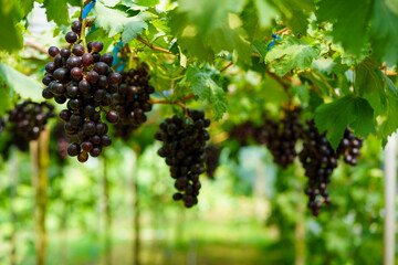 The black grapes grown in Thailand are very beautiful. Close-up of grapes. Greenhouse-grown grapes.