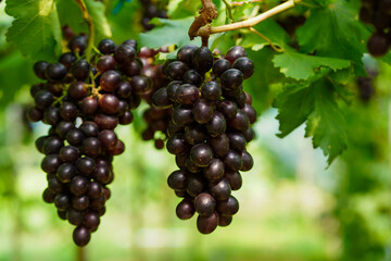 The black grapes grown in Thailand are very beautiful. Close-up of grapes. Greenhouse-grown grapes.