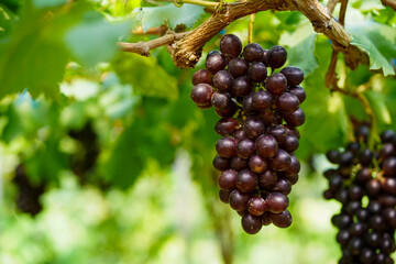 The black grapes grown in Thailand are very beautiful. Close-up of grapes. Greenhouse-grown grapes.