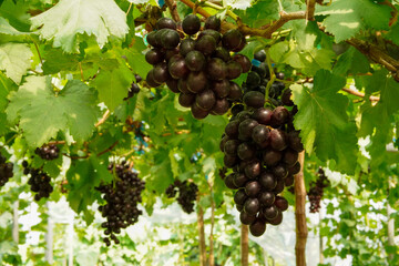 The black grapes grown in Thailand are very beautiful. Close-up of grapes. Greenhouse-grown grapes.