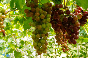 The black grapes grown in Thailand are very beautiful. Close-up of grapes. Greenhouse-grown grapes.