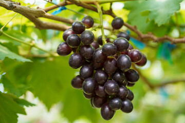 The black grapes grown in Thailand are very beautiful. Close-up of grapes. Greenhouse-grown grapes.