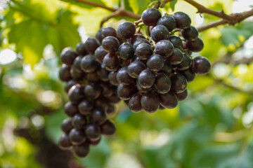 The black grapes grown in Thailand are very beautiful. Close-up of grapes. Greenhouse-grown grapes.