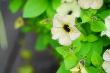 ペチュニアの花