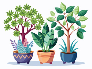 A collection of three indoor trees in different decorative pots. White background, botanical diversity in home design