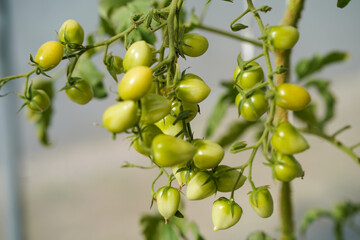 Greenhouse to grow tomatoes -   Tomatoes ripening on hanging stalk in greenhouse 