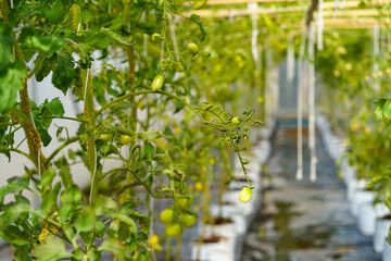 Greenhouse to grow tomatoes -   Tomatoes ripening on hanging stalk in greenhouse 