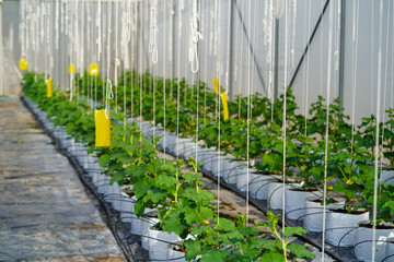 Melon greenhouse. Hydroponic greenhouse of melon fruit. Cantaloupe melons sprout growing in greenhouse organic farm.Japanese Cantaloupe Melon farm, Line of Japanese melons  or cantaloupe.Favorite frui