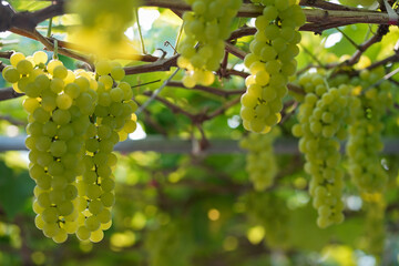 The green grapes grown in Thailand are beautiful.